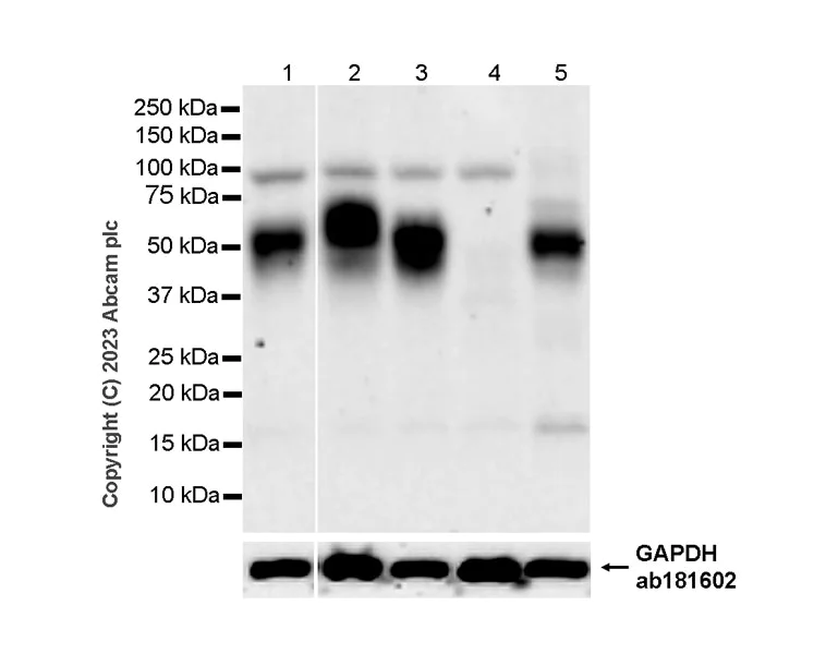 Western blot - Anti-PD1 antibody [RM1033] - BSA and Azide free (AB309364)