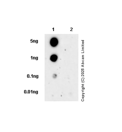 Dot Blot - Anti-PD1 (phospho Y248) antibody [407.4.6G12.20.13.2] (AB324608)