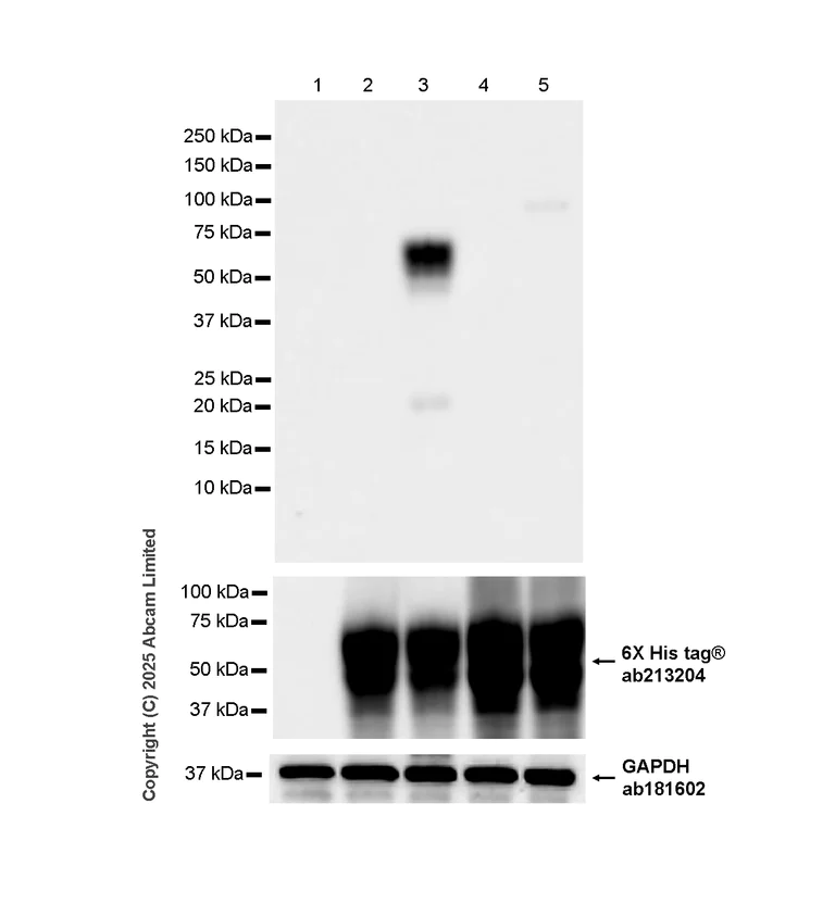 Western blot - Anti-PD1 (phospho Y248) antibody [407.4.6G12.20.13.2] (AB324608)