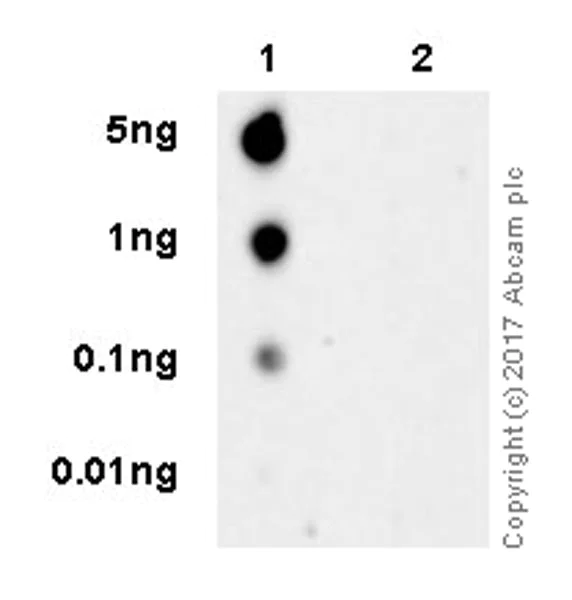 Dot Blot - Anti-PD1 (phospho Y248) antibody [EPR19821] (AB206378)