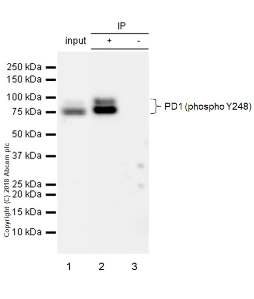Immunoprecipitation - Anti-PD1 (phospho Y248) antibody [EPR19821] - BSA and Azide free (AB234960)
