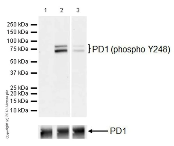 Western blot - Anti-PD1 (phospho Y248) antibody [EPR19821] - BSA and Azide free (AB234960)