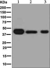 Western blot - Anti-PDCD2 antibody [EPR7158] (AB133324)