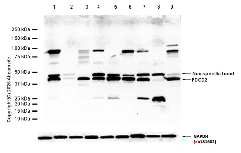 Western blot - Anti-PDCD2 antibody [EPR7158] (AB133324)