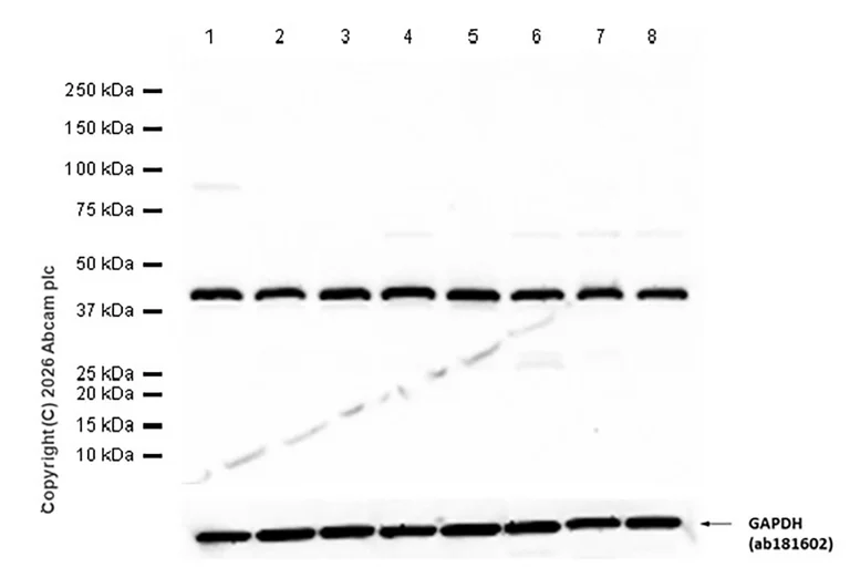 Western blot - Anti-PDCD2 antibody [EPR7158] - BSA and Azide free (AB248476)