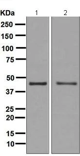 Western blot - Anti-PDCD2 antibody [EPR7159] (AB126614)