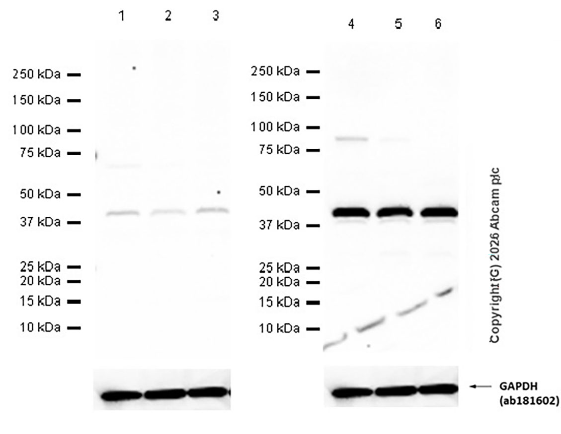 Western blot - Anti-PDCD2 antibody [EPR7159] (AB126614)