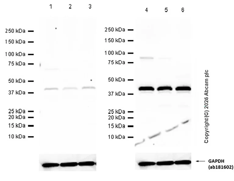 Western blot - Anti-PDCD2 antibody [EPR7159] (AB126614)