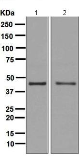 Western blot - Anti-PDCD2 antibody [EPR7159] - BSA and Azide free (AB248126), expandable thumbnail