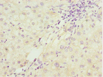 Immunohistochemistry (Formalin/PFA-fixed paraffin-embedded sections) - Anti-PDCD2L antibody (AB229978)