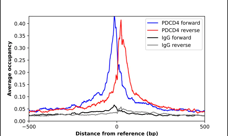 ChIP - Anti-PDCD4 Antibody (AB327166)