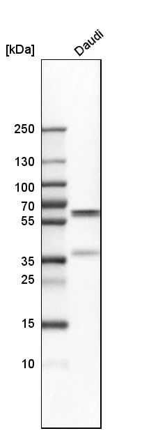 Western blot - Anti-PDCD4 Antibody (AB327166)
