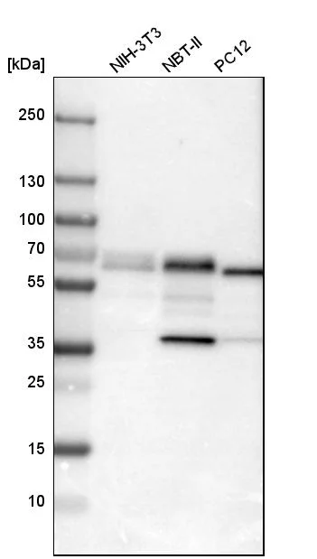 Western blot - Anti-PDCD4 Antibody (AB327166)