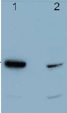 Western blot - Anti-PDCD4 antibody (AB51495)