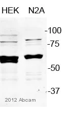 Western blot - Anti-PDCD4 antibody (AB51495)