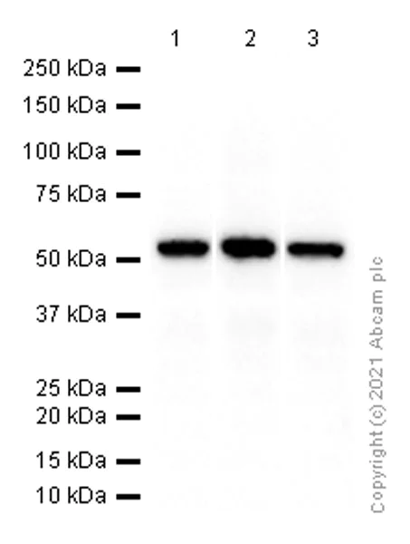 Western blot - Anti-PDCD4 antibody [EPR3431] (AB80590)