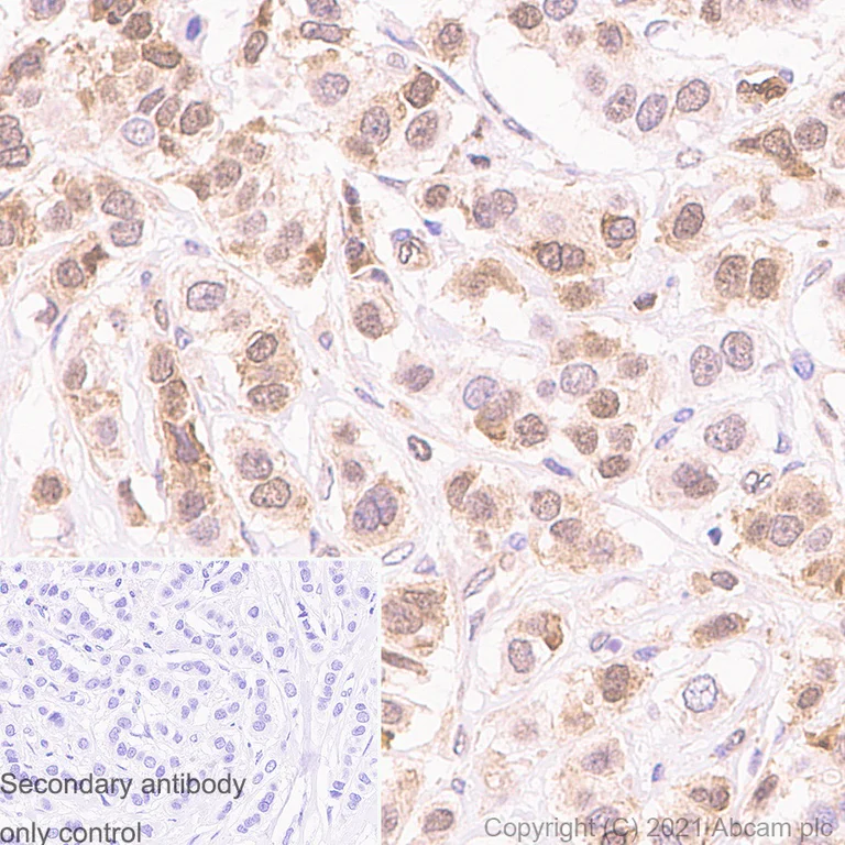 Immunohistochemistry (Formalin/PFA-fixed paraffin-embedded sections) - Anti-PDCD4 antibody [EPR3431] - BSA and Azide free (AB247512)