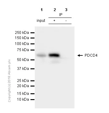 Immunoprecipitation - Anti-PDCD4 antibody [EPR3431] - BSA and Azide free (AB247512)