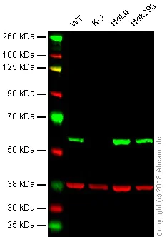 Western blot - Anti-PDCD4 antibody [EPR3431] - BSA and Azide free (AB247512)