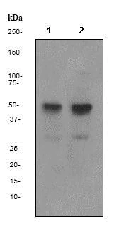 Western blot - Anti-PDCD4 antibody [EPR3432] (AB79405)