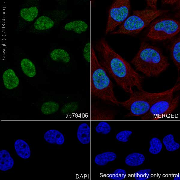 Immunocytochemistry/ Immunofluorescence - Anti-PDCD4 antibody [EPR3432] - BSA and Azide free (AB247499), expandable thumbnail