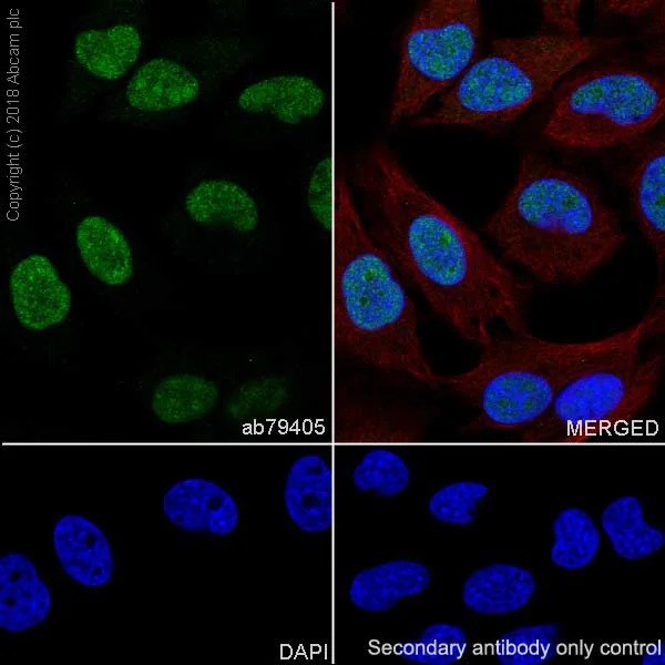 Immunocytochemistry/ Immunofluorescence - Anti-PDCD4 antibody [EPR3432] - BSA and Azide free (AB247499)