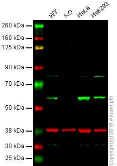 Western blot - Anti-PDCD4 antibody [EPR3432] - BSA and Azide free (AB247499), expandable thumbnail