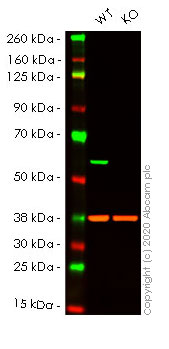 Western blot - Anti-PDCD4 antibody [EPR3432] - BSA and Azide free (AB247499), expandable thumbnail