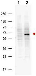 Western blot - Anti-PDCD4 (phospho S457) antibody [9G6] (AB105998)