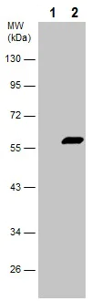 Western blot - Anti-PDCD4 (phospho S457) antibody (AB226849)