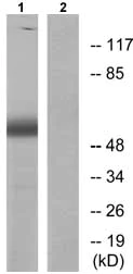 Western blot - Anti-PDCD4 (phospho S67) antibody (AB73343)