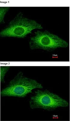 Immunocytochemistry/ Immunofluorescence - Anti-PDCD5 antibody (AB126213)