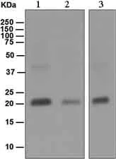 Western blot - Anti-PDCD6/ALG-2 antibody [EPR3260] - BSA and Azide free (AB248478)