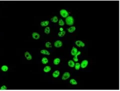 Immunocytochemistry/ Immunofluorescence - Anti-PDCD7 antibody [EPR8231] (AB131258)
