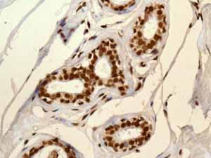 Immunohistochemistry (Formalin/PFA-fixed paraffin-embedded sections) - Anti-PDCD7 antibody [EPR8231] (AB131258)