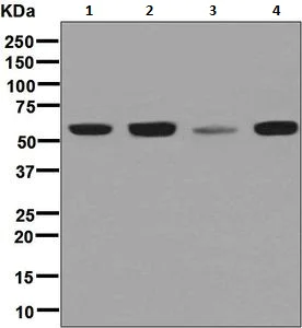 Western blot - Anti-PDCD7 antibody [EPR8231] (AB131258)