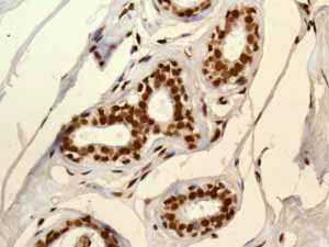 Immunohistochemistry (Formalin/PFA-fixed paraffin-embedded sections) - Anti-PDCD7 antibody [EPR8231] - BSA and Azide free (AB248393)