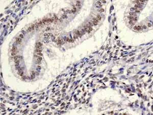 Immunohistochemistry (Formalin/PFA-fixed paraffin-embedded sections) - Anti-PDCD7 antibody [EPR8231] - BSA and Azide free (AB248393)