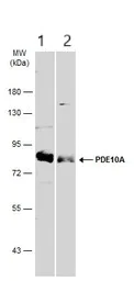 Western blot - Anti-PDE10A antibody - C-terminal (AB151454)