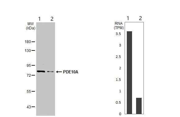 Western blot - Anti-PDE10A antibody - C-terminal (AB151454)