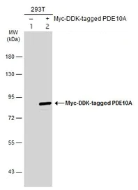 Western blot - Anti-PDE10A antibody - C-terminal (AB151454)