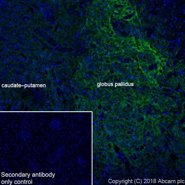 Immunohistochemistry (Frozen sections) - Anti-PDE10A antibody [EPR22383] (AB227829)