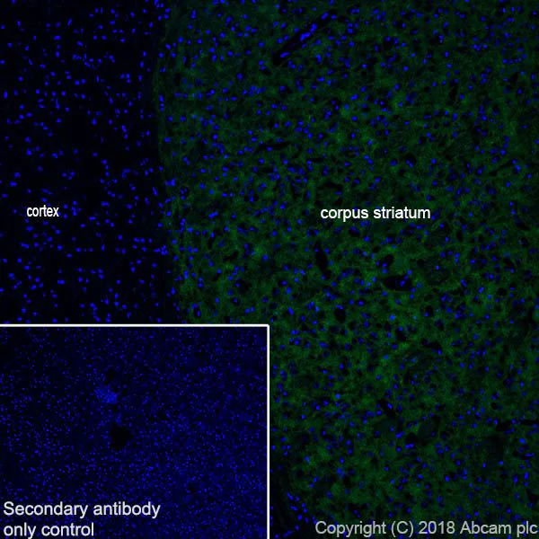 Immunohistochemistry (Frozen sections) - Anti-PDE10A antibody [EPR22383] (AB227829)