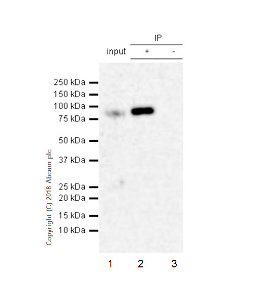 Immunoprecipitation - Anti-PDE10A antibody [EPR22383] (AB227829)