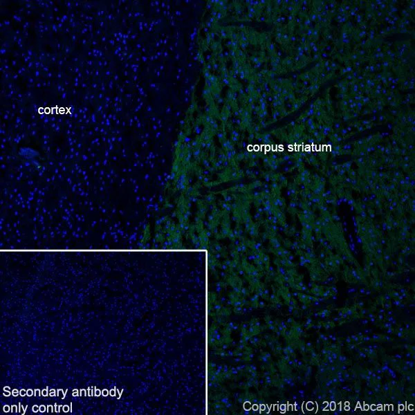 Immunohistochemistry (Frozen sections) - Anti-PDE10A antibody [EPR22383] - BSA and Azide free (AB245198)