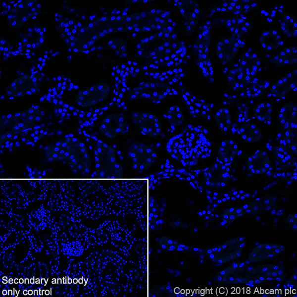 Immunohistochemistry (Frozen sections) - Anti-PDE10A antibody [EPR22383] - BSA and Azide free (AB245198)
