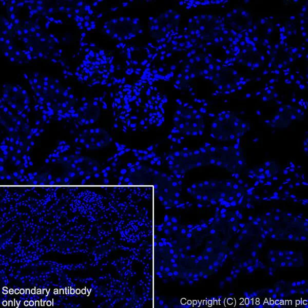 Immunohistochemistry (Frozen sections) - Anti-PDE10A antibody [EPR22383] - BSA and Azide free (AB245198)