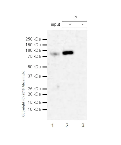 Immunoprecipitation - Anti-PDE10A antibody [EPR22383] - BSA and Azide free (AB245198)