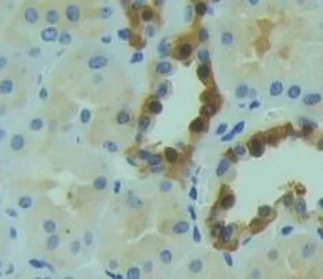 Immunohistochemistry (Formalin/PFA-fixed paraffin-embedded sections) - Anti-PDE1A antibody (AB232801)