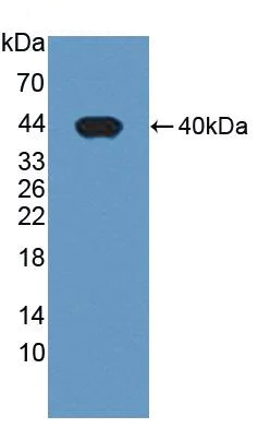 Western blot - Anti-PDE1A antibody (AB232801)